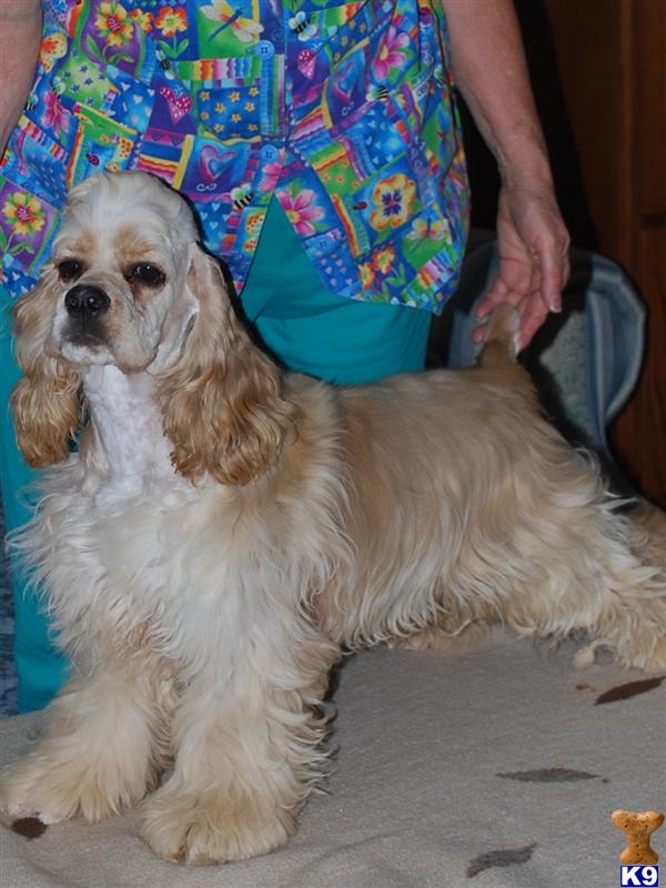 Dogs - Cocker Spaniel