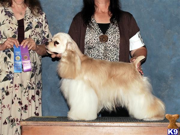 Stud Dogs - Cocker Spaniel
