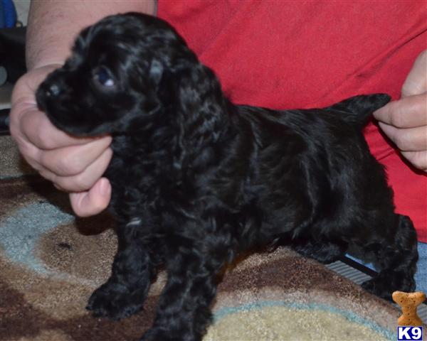 Puppies in Oroville