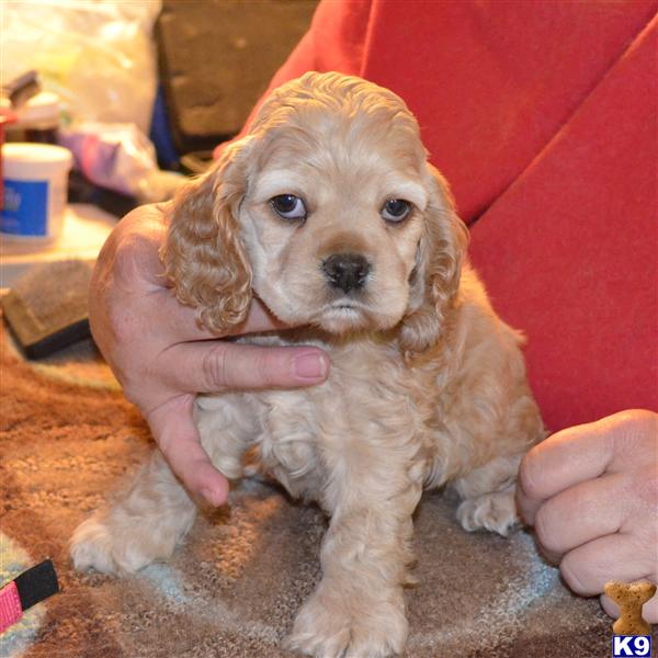 Puppies in Oroville