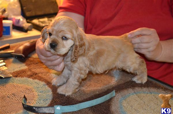 Puppies in Oroville
