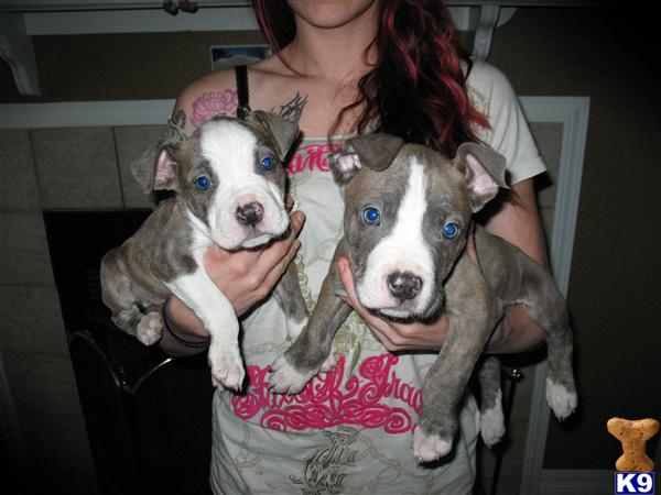 Puppies in CA