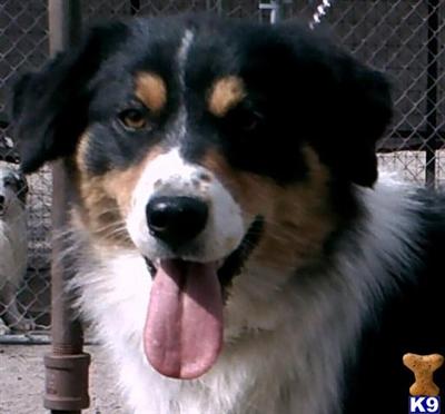 Dogs - Australian Shepherd