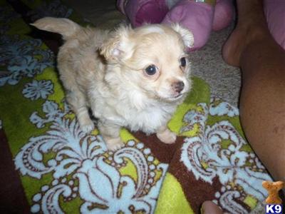 Puppies in HI