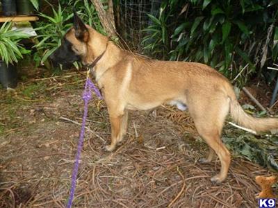 Belgian Malinois Puppies for Sale