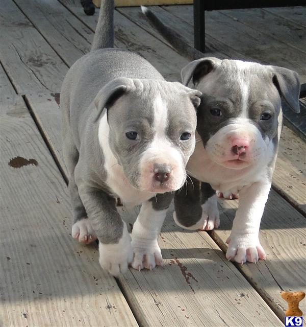 Pitbull Puppies For Sale In Michigan. Puppies in MI