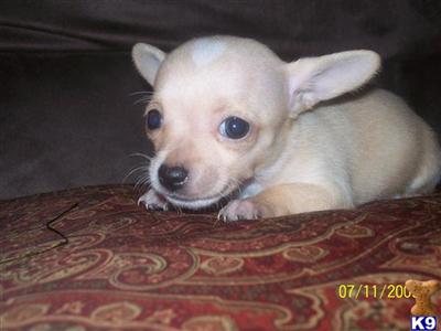 Puppies in San antonio