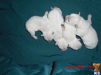 West Highland White Terrier Puppies for Sale
