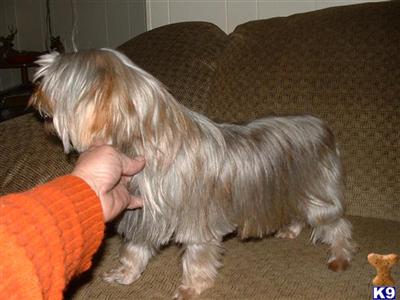 Dogs for Sale