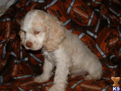 Puppies in MI