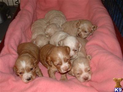 Puppies in MI