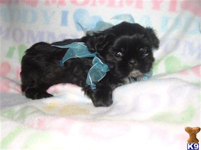 Shih Tzu Puppies for Sale