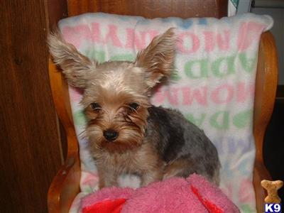 Yorkshire Terrier Puppies for Sale