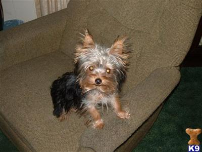 Stud Dogs - Yorkshire Terrier