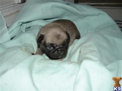Pug Puppies for Sale