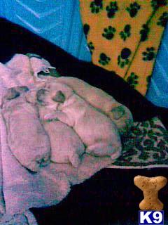 Cockapoos Puppies for Sale