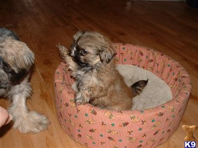 Puppies For Sale In Michigan. Shih Tzu Puppies in MI