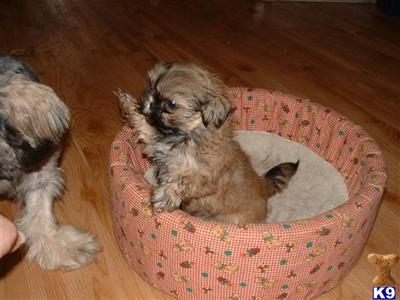 Shih+tzu+maltese+puppies+for+sale+in+michigan