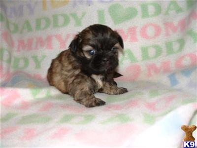 Teacup+shih+tzu+puppies+for+sale+in+michigan