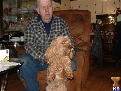 Dogs - Cockapoos