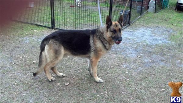 Dogs for Sale in SC