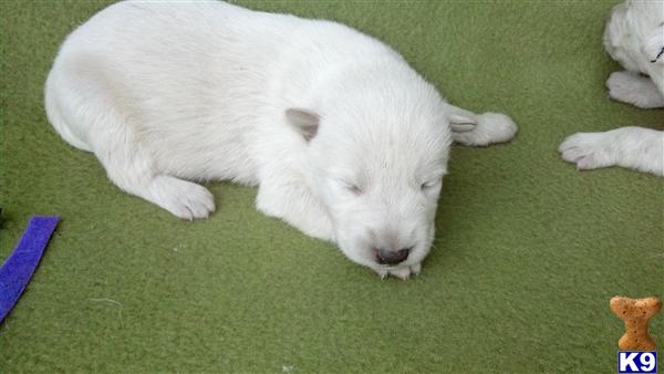 German Shepherd Puppies in SC