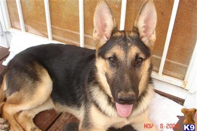 Dogs for Sale in HI
