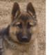 Dogs for Sale in TX