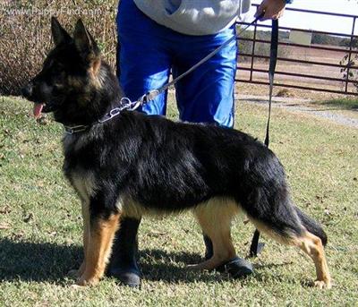 Dogs for Sale in TX