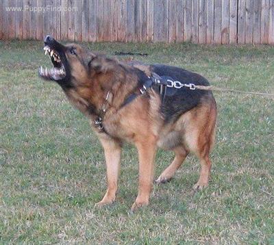 Dogs - German Shepherd