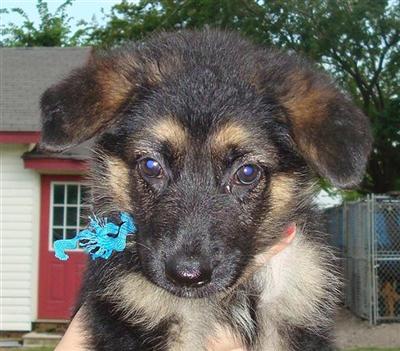 German Shepherd Puppies in TX