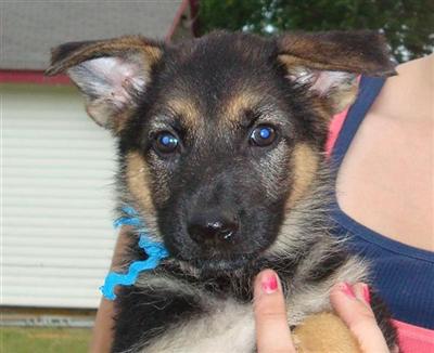 German Shepherd Puppies in TX