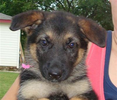 German Shepherd Puppies in TX