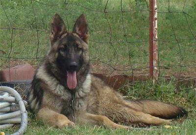 Dogs for Sale in TX