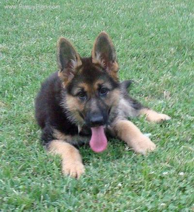 German Shepherd Puppies in TX