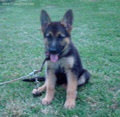 German Shepherd Puppies in TX