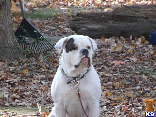 Stud Dogs - Old English Bulldog