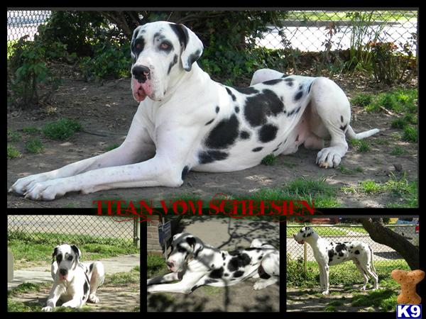 Stud Dogs - Great Dane