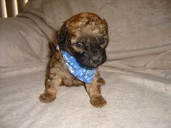 Cockapoos Puppies for Sale