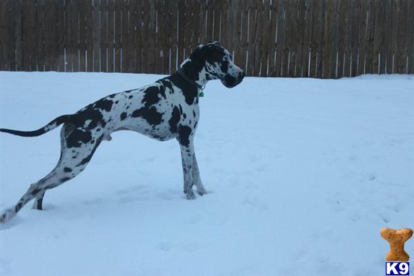 Stud Dogs in SC