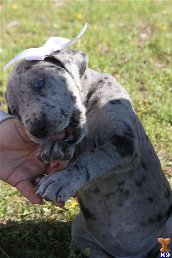 Puppies in Rock hill