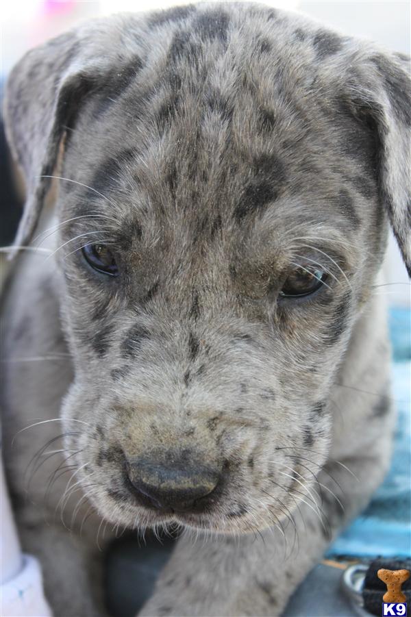 Puppies in Rock hill