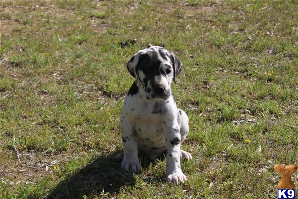 Puppies in Rock hill