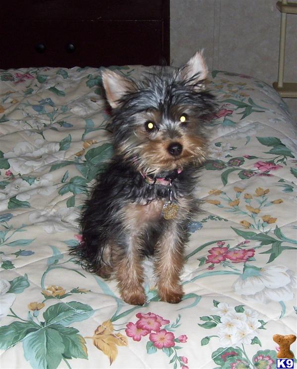 Yorkshire Terrier Puppies in WV