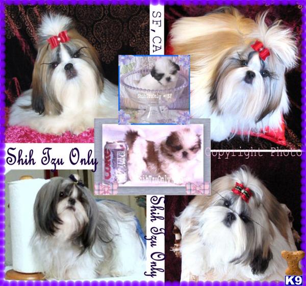 Dogs - Shih Tzu