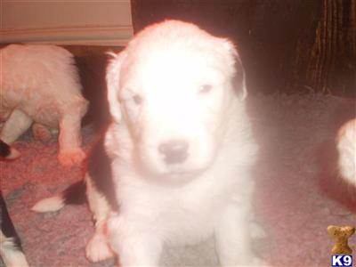 Old English Sheepdog Puppies for Sale