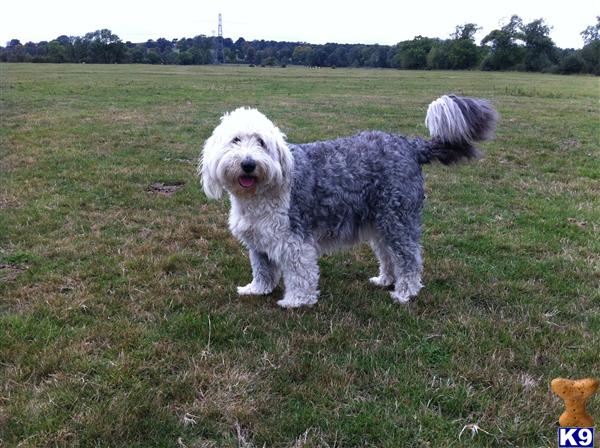 Old English Sheepdog Puppies