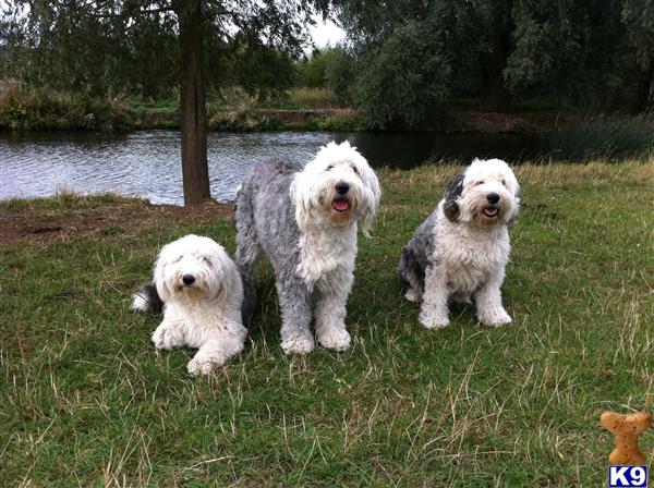 Old English Sheepdog Puppies