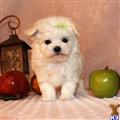 Maltese