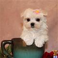 Maltese